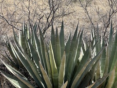 Agave palmeri