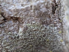 Hyperphyscia adglutinata