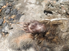 Nasua olivacea