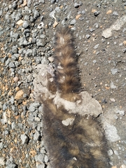 Nasua olivacea