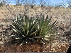 Agave palmeri