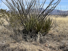 Yucca baccata