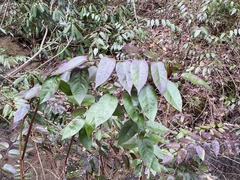 Leucothoe