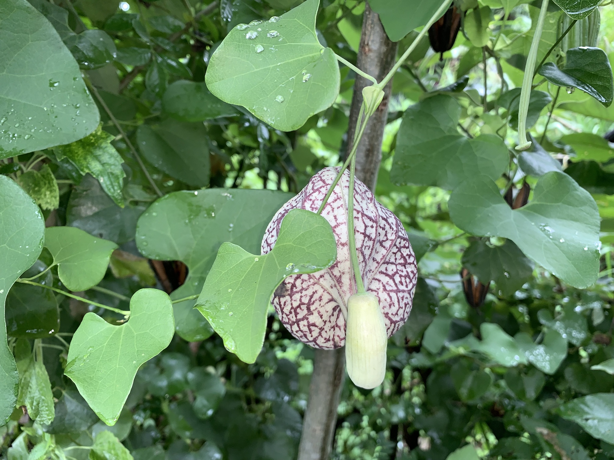 Aristolochia littoralis image