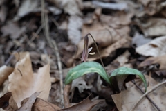 Erythronium