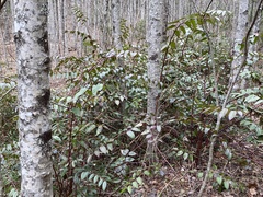 Leucothoe