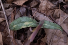 Erythronium