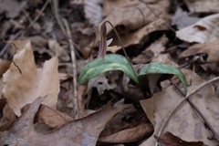 Erythronium