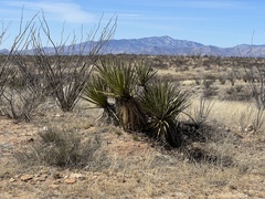 Yucca baccata