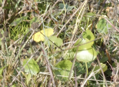 Hydrocotyle bonariensis