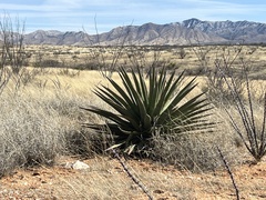 Agave palmeri