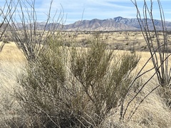 Ephedra trifurca