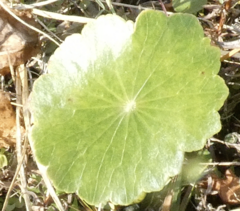 Hydrocotyle bonariensis