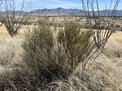 Ephedra trifurca