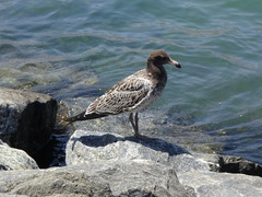 Larus belcheri