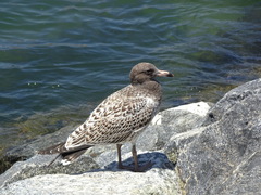 Larus belcheri