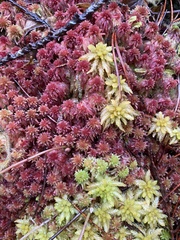 Sphagnum rubellum