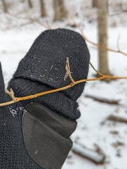 Aurantioporthe corni