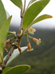 Alyxia stellata