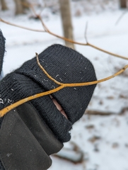 Aurantioporthe corni