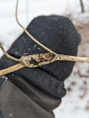 Aurantioporthe corni