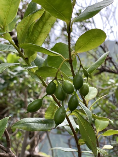 Alyxia stellata