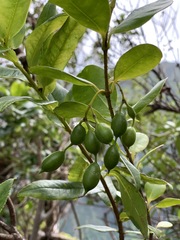 Alyxia stellata