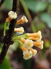Alyxia stellata