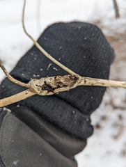 Neolasioptera cornicola