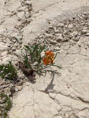 Oenothera lavandulifolia