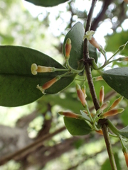 Alyxia stellata