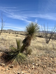 Yucca elata