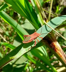 Athaumastus haematicus