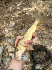 Moxostoma erythrurum