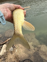 Moxostoma erythrurum