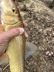 Moxostoma erythrurum