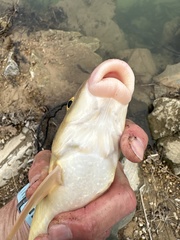 Moxostoma erythrurum