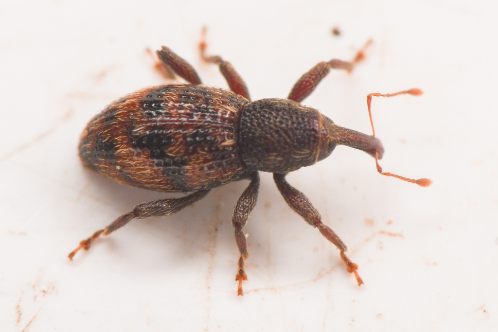 Micromastus gracilis