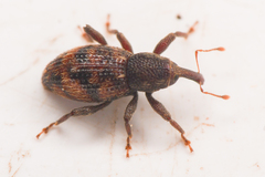 Micromastus gracilis