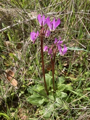 Dodecatheon