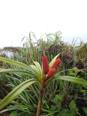 Freycinetia