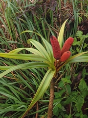 Freycinetia
