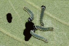 Hypothyris euclea
