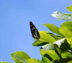 Phaedyma shepherdi