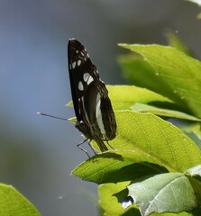 Phaedyma shepherdi
