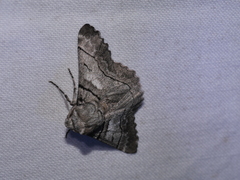 Hypobapta diffundens