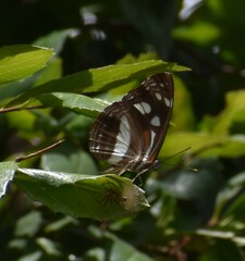 Phaedyma shepherdi