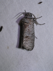 Culama suffusca