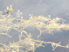 Hydrocotyle bonariensis