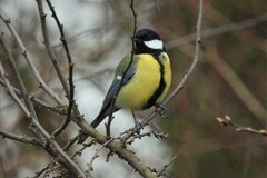 Parus major major